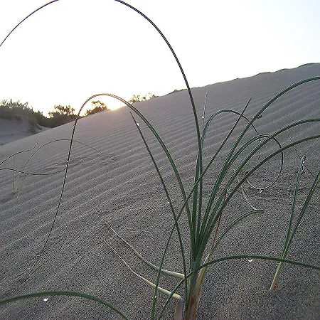 Caretta * باتارا